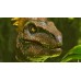 ARK Survival Ascended (PS5) купить в интернет-магазине ⭐ GameSpot.com.ua ⭐ ARK Survival Ascended (PS5), ,